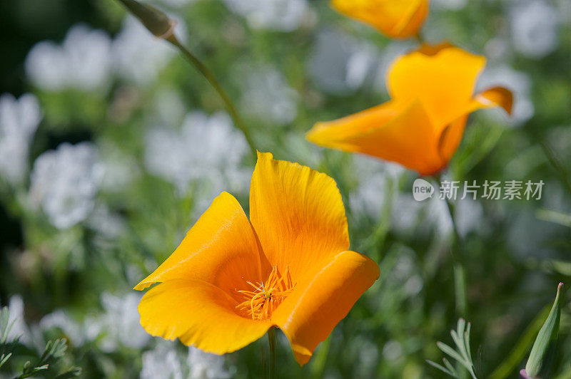 Eschscholzia californica花